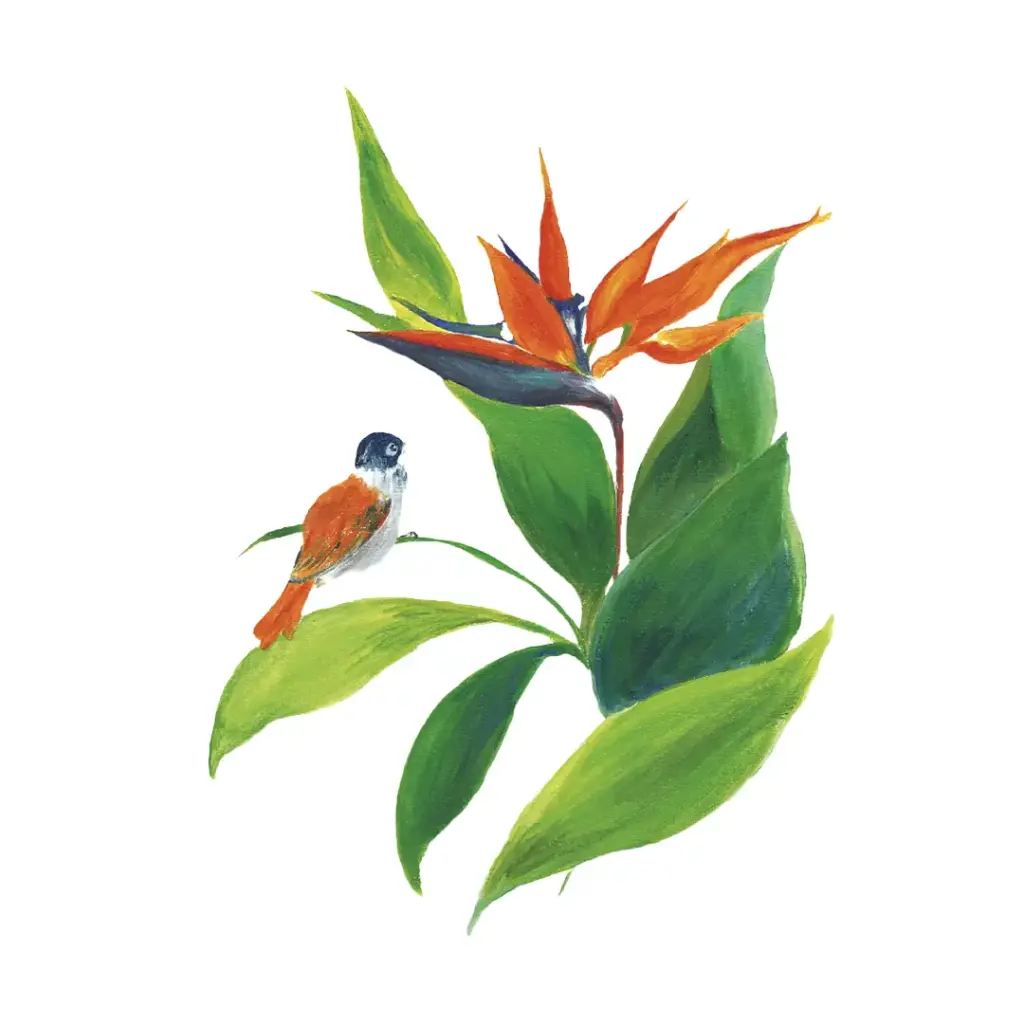[5613] Affiche - L'Oiseau de Paradis