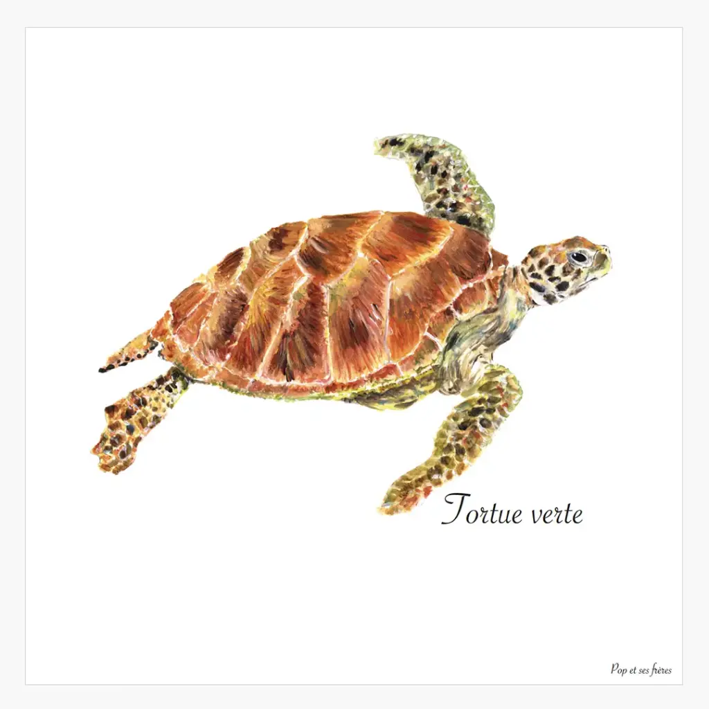 [5484] Affiche La Tortue Verte