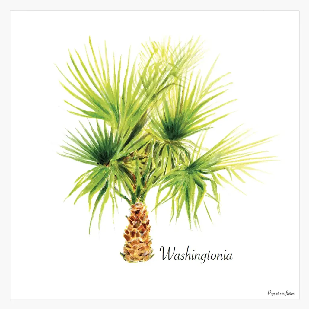 Affiche Le Washingtonia