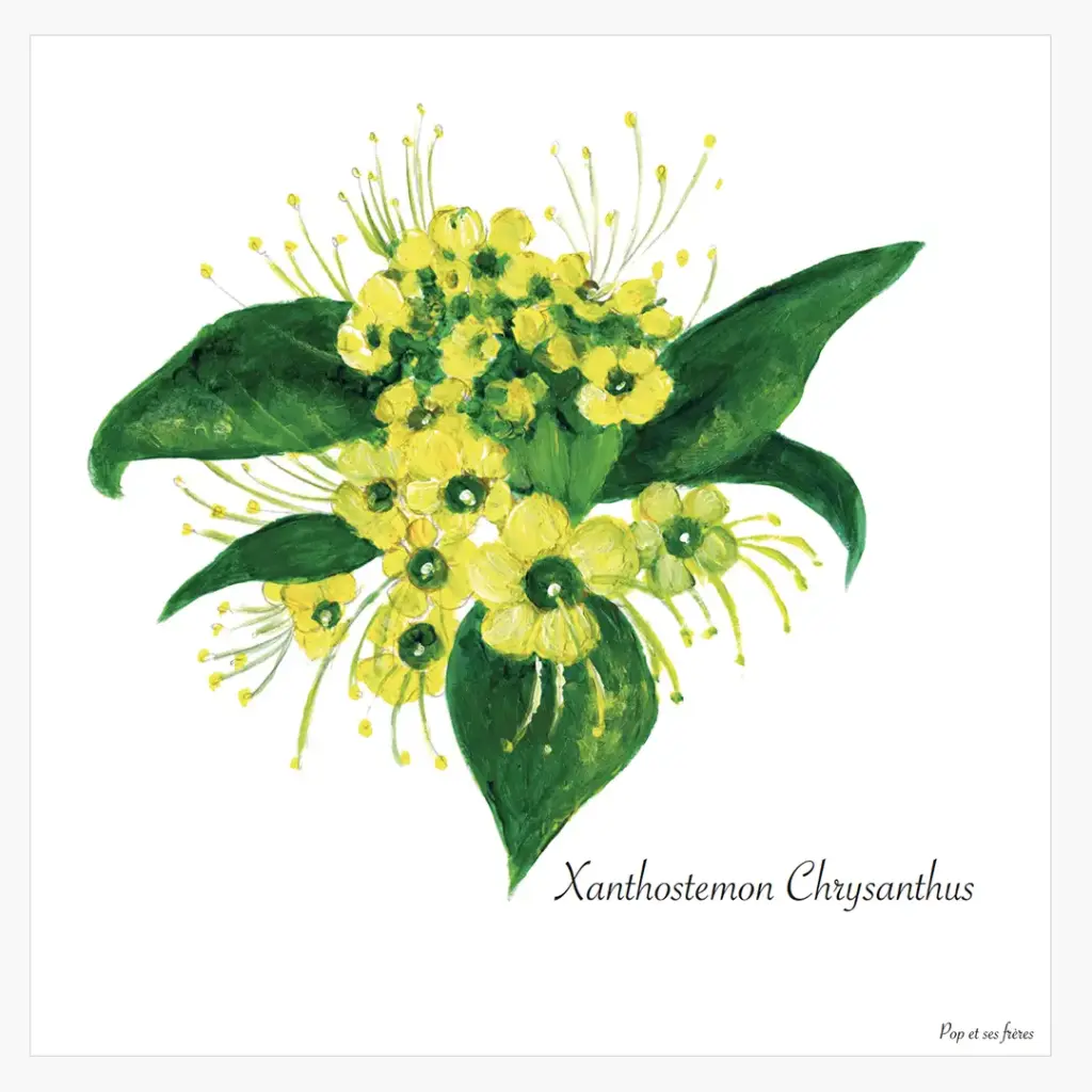 [5439] Affiche Le Xanthostemon