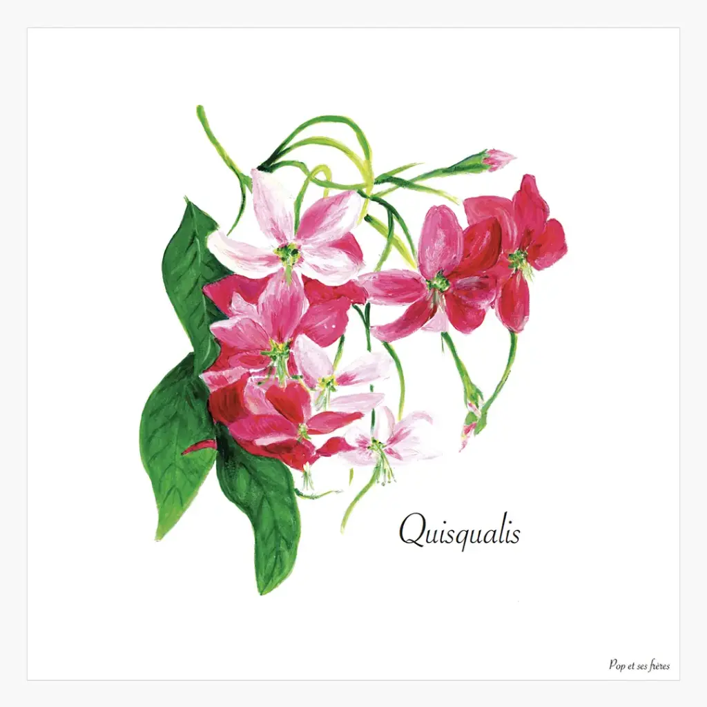 [5552] Affiche Les Quisqualis