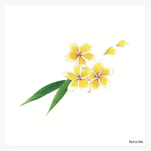 [5897] Affiche - Les Fleurs de Frangipanier