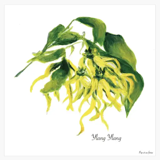 [5422] Affiche L'Ylang Ylang
