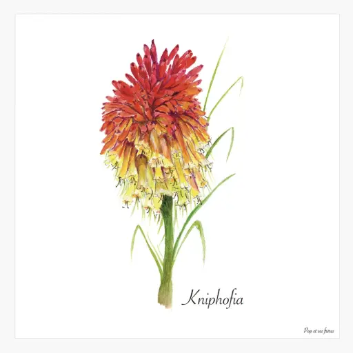 [5835] Affiche Le Kniphofia